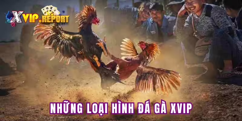 Những hình thức đá gà Xvip hiện có