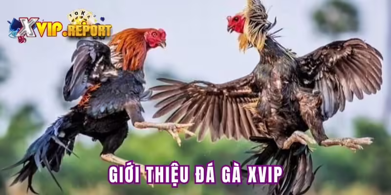 Thông tin chung về sảnh đá gà Xvip